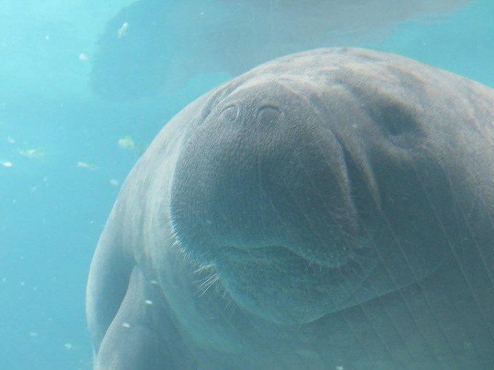 Manatees
